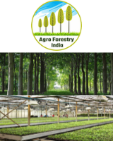 Agro_Forestry_India_S